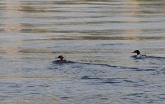 Mergus merganser