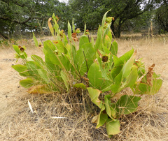 Wyethia glabra