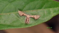 Phazaca leucocera