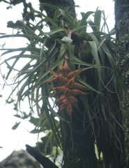 Tillandsia violacea