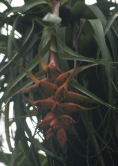 Tillandsia violacea