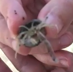 Pagurus bernhardus