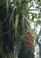 Tillandsia violacea