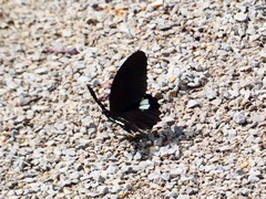 Papilio castor