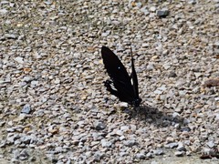 Papilio castor