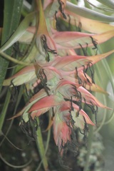 Tillandsia violacea