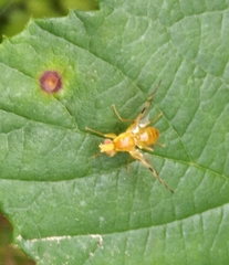 Acidia cognata