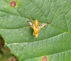 Acidia cognata