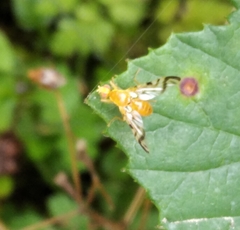 Acidia cognata