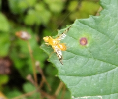 Acidia cognata