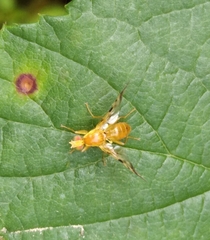 Acidia cognata
