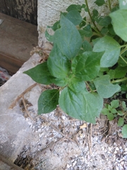 Parietaria officinalis