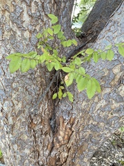 Ulmus parvifolia