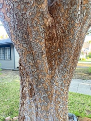 Ulmus parvifolia