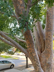 Ulmus parvifolia