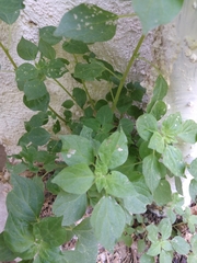 Parietaria officinalis