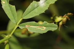 Calybites phasianipennella