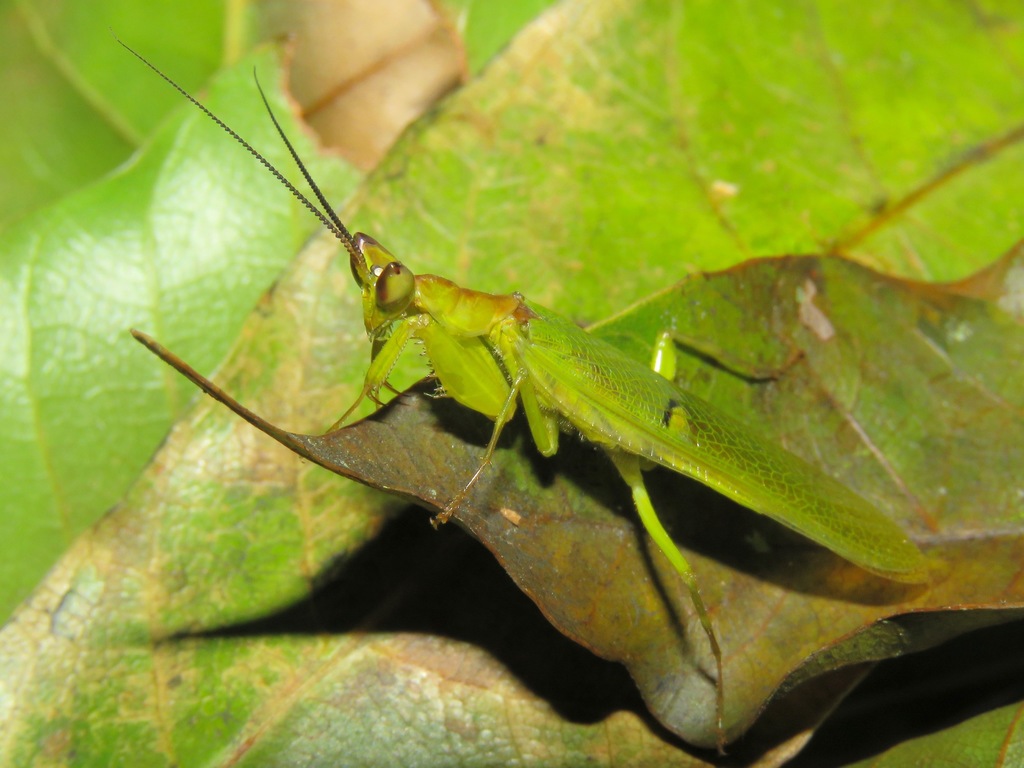 Creobroter episcopalis