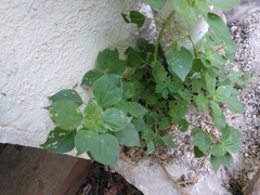 Parietaria officinalis