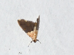 Agrotera