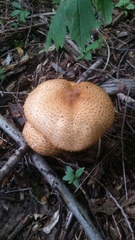 Agaricus nanaugustus