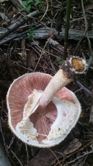 Agaricus nanaugustus