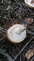 Agaricus nanaugustus