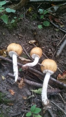 Agaricus nanaugustus