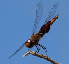 Tramea carolina