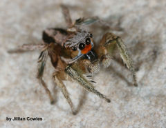 Habronattus virgulatus