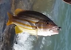Lutjanus carponotatus