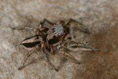 Habronattus virgulatus