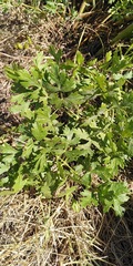 Peucedanum oreoselinum