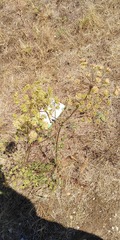 Peucedanum oreoselinum