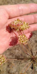 Peucedanum oreoselinum