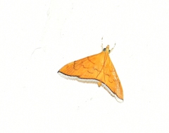 Hyalobathra