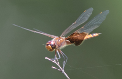 Tramea carolina