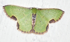 Spaniocentra isospania