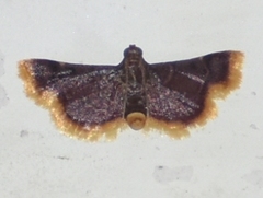Hypsopygia postflava