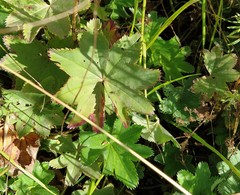 Alchemilla conglobata