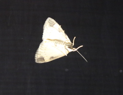 Crocidophora tuberculalis