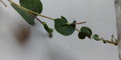 Hypericum scouleri