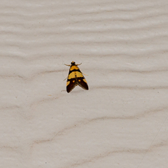 Deuterarcha xanthomela