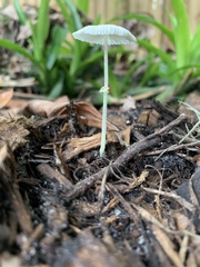 Leucocoprinus fragilissimus image