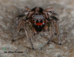 Habronattus virgulatus