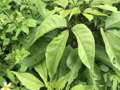 Crateva adansonii formosensis