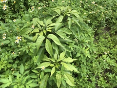 Crateva adansonii formosensis