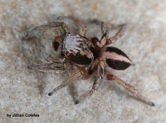 Habronattus virgulatus