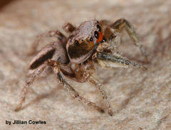 Habronattus virgulatus