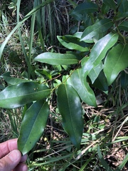 Huberantha nitidissima